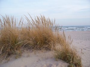 Sand Dune Planting