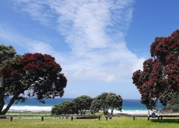 Onemana Market Day -2023 – registrations