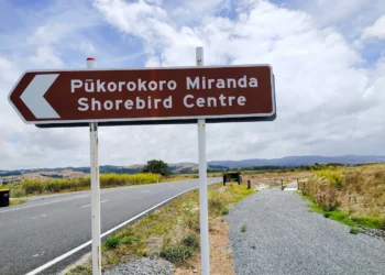 Caution from Shorebird Centre Boss Over Bird Flu