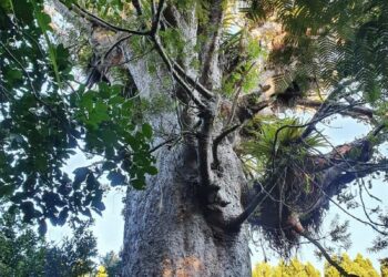 Iconic Giant 1200 Year Old Kauri Has Dieback